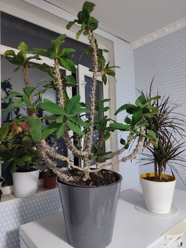 молочай цветок: 🌵 Продаю декоративный молочай Милля (Euphorbia milii) — "Терновый
