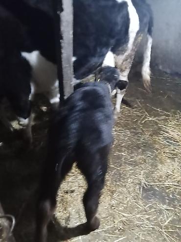 Inəklər, öküzlər: 1 ci qarna dügedi mayalama anqus balsi vardı temiz ivanofqadi üvan — 2