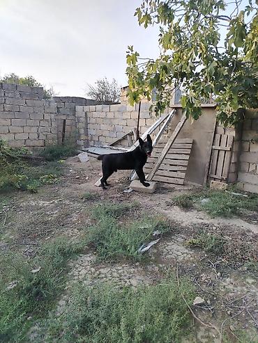 alman avçarkası: Alman çoban iti, Erkək — 1