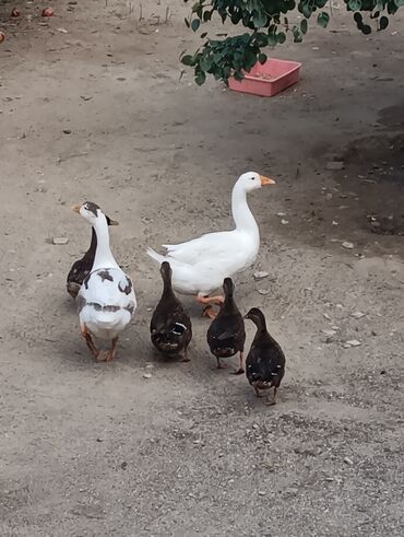 Ördəklər: Məhsul: Ev quşları – ördəklər (qrup halında) Təsvir: - Şəkillərdə — 9