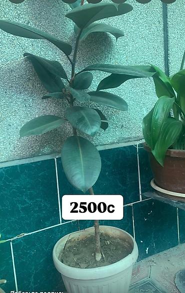 Фикусы: Комнатные и офисные цветы — 8