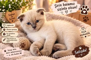 fars pisiyi: Şotland yastı qulaq, Yaxşı əllərə — 5