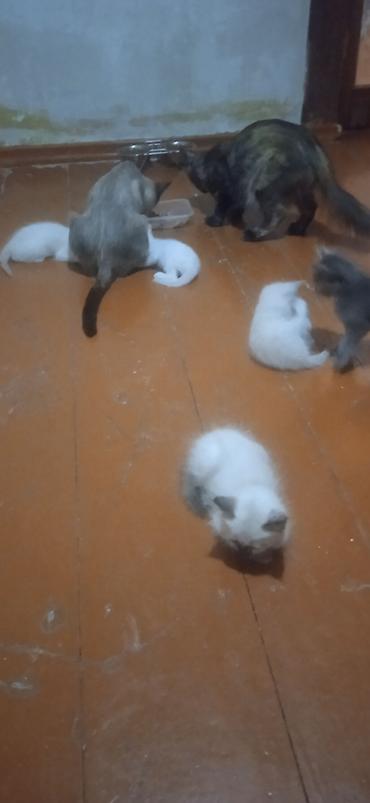 Мышыктар: Котята, домашние, пушистые, приучены к лотку. Окрас и глаза: - Рыжий — 7
