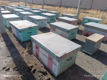 миринос кой: Продаю пчело семьи с ульями система дадан или меняю на авто бал