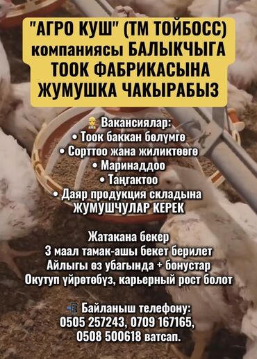 работа акун: Талап кылынат Канаттуу куш багуучу, Төлөм Ай сайын, Тамактануу