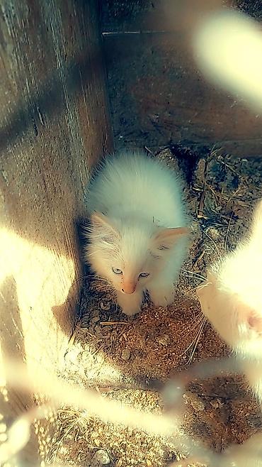 Отдам даром: Отдам 100 сом — 15