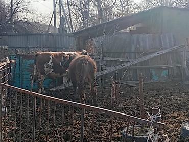 Коровы, быки: Продаю | Бык (самец) | На откорм | Привязанные — 8