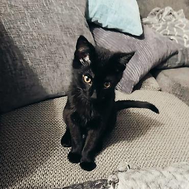 бурманская кошка бишкек: 🐱 Отдаём котёнка в добрые и заботливые руки! Ищем любящую семью для — 2