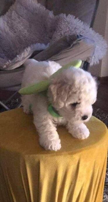 Psi: Rođeni smo 23. oktobra, dva puta smo očišćeni od parazita i primili na lalafo.rs — 9 Psi: Rođeni smo 23. oktobra, dva puta smo očišćeni od parazita i primili — 9