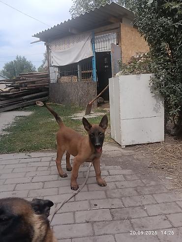 котёнок в хорошие руки: Бельгийская овчарка, 3 месяца, Самка — 2