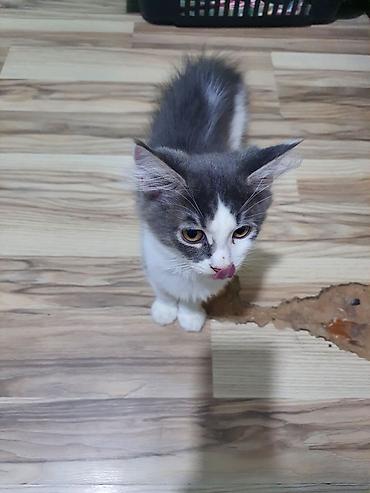 Pişiklər: Meyn-kun, Erkək, Yaxşı əllərə — 8