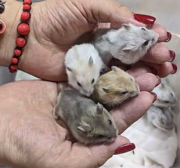 кролики декоративные: В продаже хомячки джунгарские, красивых окрасов. Домашние, ручные