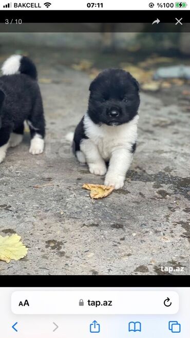 sac dermani: Akita-inu, 1 ay, Dişi, Peyvəndli, Ünvandan götürmə