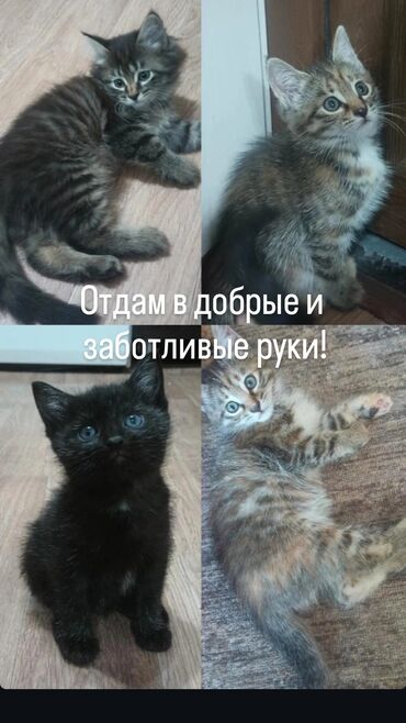девон рекс кошка: 2 месяца, Девочка