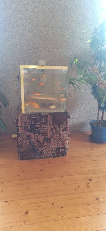 Akvariumlar: Dördbucaq akvarium, Balıqlarla birlikdə, 64 l, Ünvandan götürmə — 2