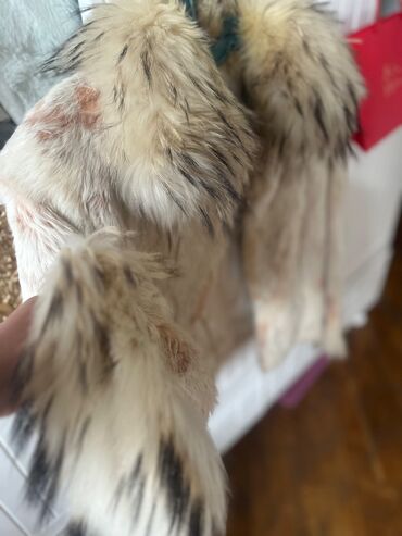 calvin klein euphoria qiymeti: Tebii xez satılır. BOYNU VE QOLU TUKLU.deyerınden qat qat ucuz 55 azn