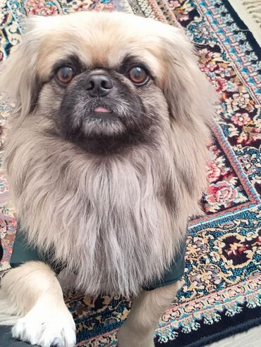 kanqal iti satilir: Pekines, 1 il, Erkek