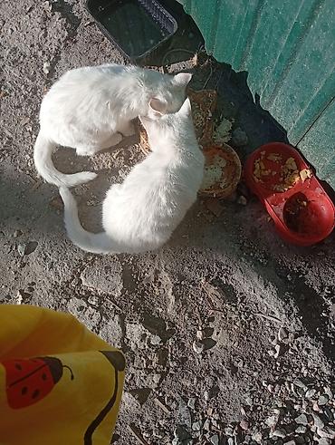 шотландский кот: Очаровательные белые котята с янтарными глазами. На фото двое — 2