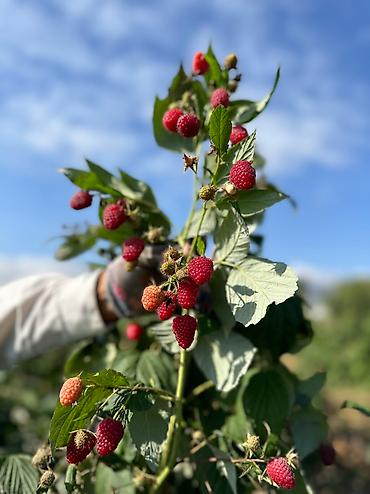 кочмо душ бишкек: Саженцы малины Полана – на осень под заказ 🌱 Принимаем заказы на — 4