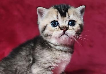 Продажа кошек: Скотиш Фолд (Шотландская вислоухая), 2 месяца, Девочка at lalafo.kg — 8 Продажа кошек: Скотиш Фолд (Шотландская вислоухая), 2 месяца, Девочка — 8