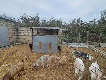 at satisi qiymetleri: Tam sağlam 13 baş keçi içinde cins heyvanlarda var ciddi alicilar — 3