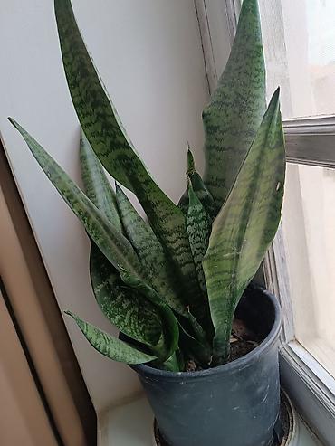 sitili: Satışda: dekorativ otaq və bağ bitkiləri - Echinopsis tipli tikanlı — 2