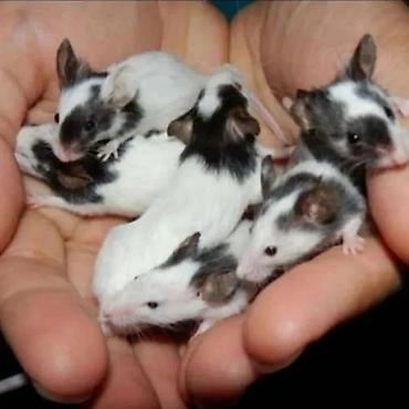 Хомяки: Продаются хомячки джунгарские, сирийские, ангорские пушистые хомячки — 11