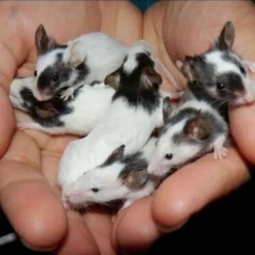 Хомяки: Продаются хомячки джунгарские, сирийские, ангорские пушистые хомячки — 23