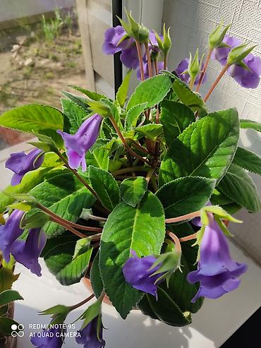 Другие комнатные растения: Комнатные цветы, растения. РАСПРОДАЮ ОСТАТКИ ПО 100 сом есть и — 4