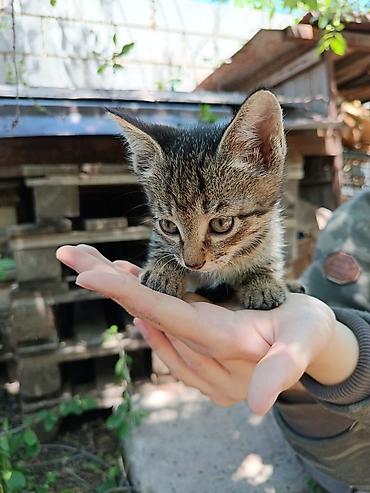 Продажа кошек: Три маленьких комочка счастья готовы подарить вам любовь, мурчание и — 5