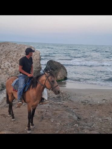 Trenajorlar: Yarım saat at surmey 40azn.Dəniz kənarında at sürmek üçün
