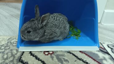 Dovşanlar: Dovsan balalari satilir — 4