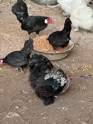 Куры, петухи: Продаю | Петух, Куры — 11