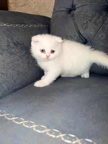 Pişiklər: Şotland — 3