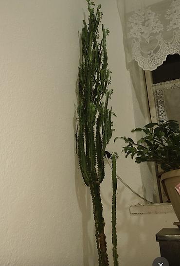 фикус тинеке: Эуфорбия треугранная (Euphorbia trigona), крупное комнатное — 1