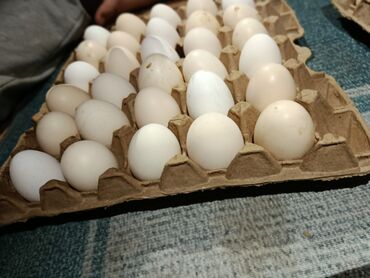 рифленный лист: Картонный лоток с 30 яйцами светлых оттенков, включая белые и