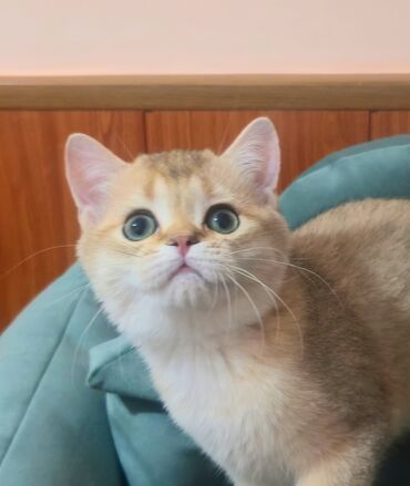 отдам даром котенка сфинкса: Британская короткошёрстная, 3 месяца, Мальчик, Золотая шиншилла, Приучена к лотку