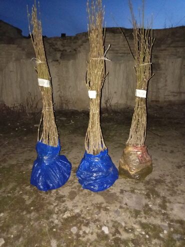 Tinglər: Məhsul: ting və kol bitkiləri (gül və meyvə ağacı tingləri) - Gül -da lalafo.az — 2 Tinglər: Məhsul: ting və kol bitkiləri (gül və meyvə ağacı tingləri) - Gül — 2