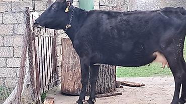 Inəklər, öküzlər: Erkək, Simental, il: 4, 550 kq — 12