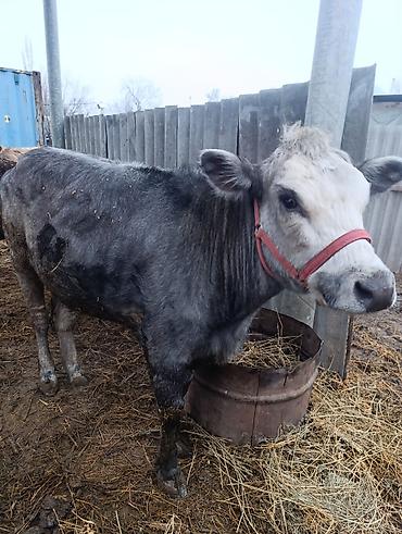 Коровы, быки: Продаю | Тёлка | На откорм, Для разведения — 8