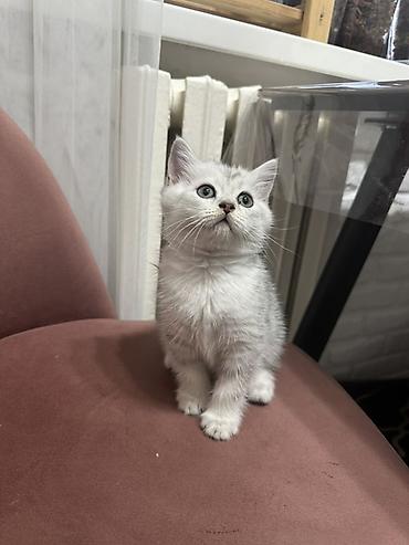 скотч терьер: Скотиш Страйт (Шотландская прямоухая), 3 месяца, Мальчик, Серебристая шиншилла, Приучена к лотку — 3