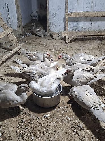 atlarin satisi: Temiz cins cavan lavanda ordekleri satilir tam damazliq 9 disi 1 erkek — 4