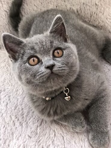 Pişiklər: Britan, Dişi, Erkək, Ünvandan götürmə — 4