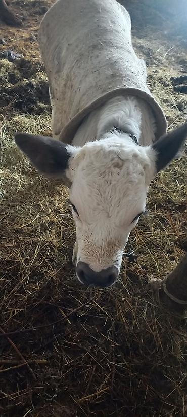 Коровы, быки: Продаю | Музоо, торпок | Полукровка | На откорм — 6