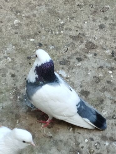 ротвейлер цена в баку: Salam Tutlmalar aqlardi 1ri 10m dan boynugulu cep biri 25mdan