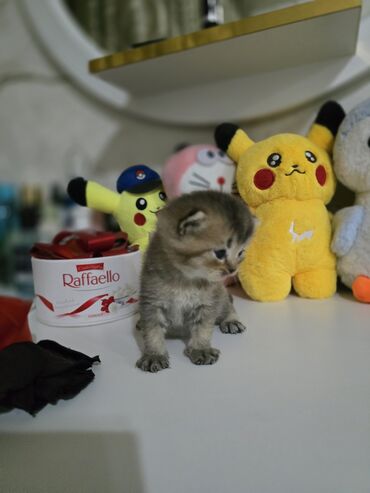 кошка рыжая: Британская короткошёрстная, 1 месяц, Девочка, Золотая шиншилла