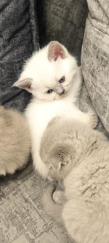 Pişiklər: Britan, Yaxşı əllərə — 7