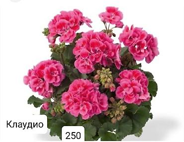 Герани и пеларгонии: Пеларгонии (герани) сортовые — детки в стаканчиках. Доступные сорта — 15