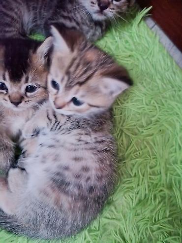 Животные: Котята с классическим тигровым (табби) окрасом. - Возраст на фото — 5