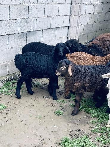 Баран, овца: Продаю | Овца (самка) | Для разведения | Матка — 6